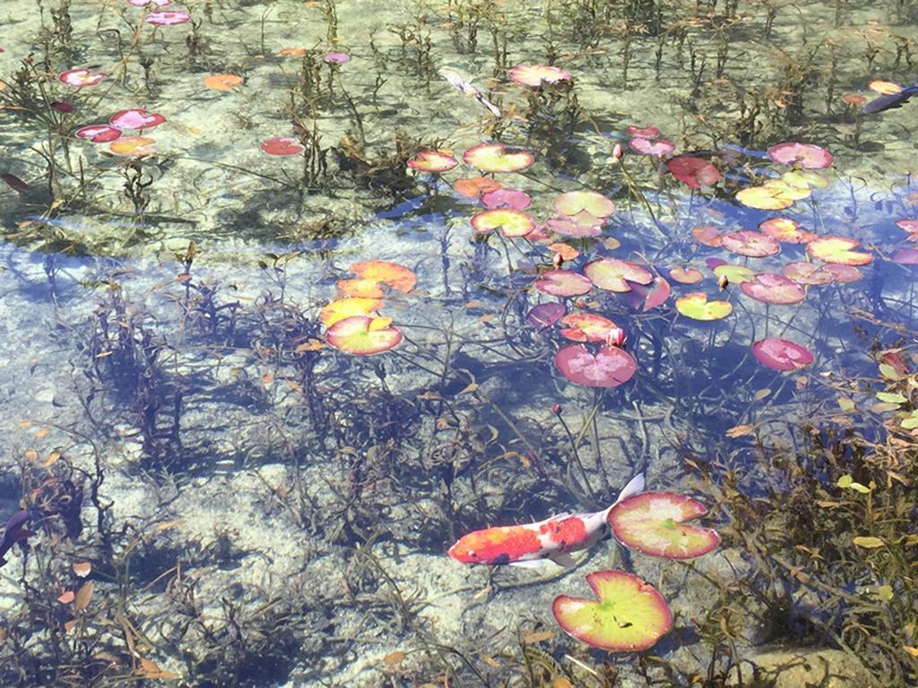Miyako Hotel Gifu Nagaragawa Eksteriør billede Water lily